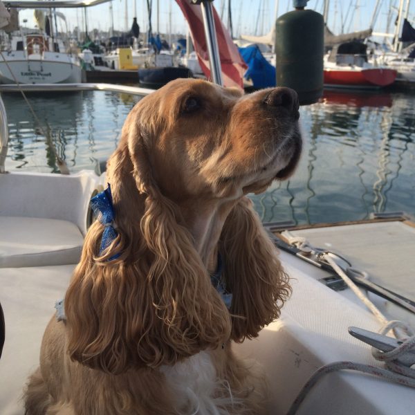 Dog on board Sticker